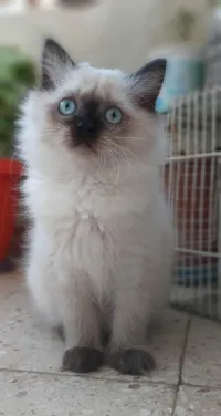سياموا siamois