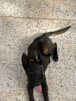 chien-malinois-bleu-mexicain-fumel-avec-carner-douera-alger-algerie