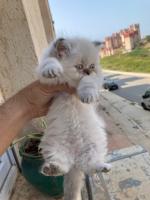 chat-chaton-persian-himalayenne-pure-race-zeralda-alger-algerie