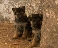 chien-chiots-berger-allemand-khraissia-alger-algerie