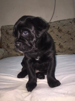 chien-cane-corso-chiot-cheraga-alger-algerie