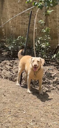 Labrador  
