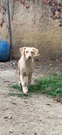 Labrador 