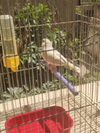 Canari femmel Jaspe dd