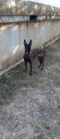 chien-femelle-malinois-akbou-bejaia-algerie