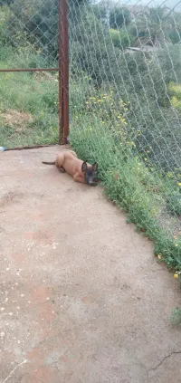 Mâle malinois 