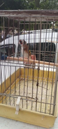 فيمالة بنت الكاجة راهي واجدة حبة
