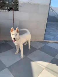 Husky 