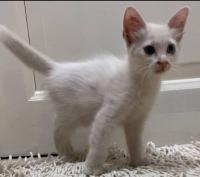 قطة-chat-angora-turc-البليدة-الجزائر