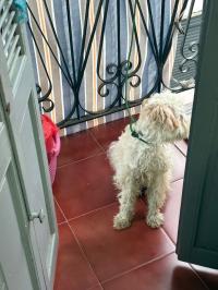 كلب-chien-bichon-الجزائر-وسط