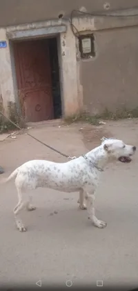 Top femelle dog argentin age 10 mois