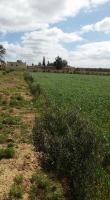 terrain-agricole-vente-mila-ain-mellouk-algerie