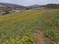 terrain-vente-bouira-lakhdaria-algerie