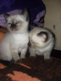 قطط سيامى