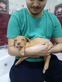 Pitbull