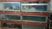 batrie aquarieum