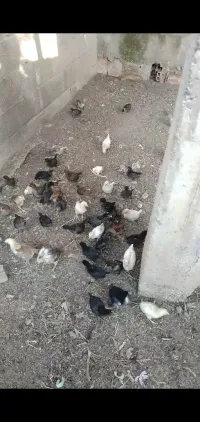 فلوس مخلط