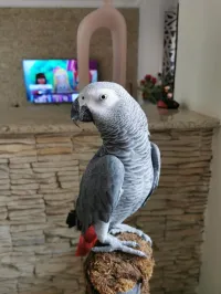 Perroquet gabonais 