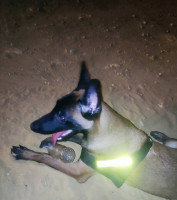 chien-malinois-pure-race-ain-naadja-alger-algerie