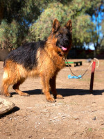 chien-male-berger-allmend-poil-long-hadjout-tipaza-algerie