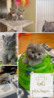 chat-scottish-fold-dely-brahim-alger-algerie