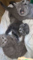 chat-scottish-fold-et-british-ouled-fayet-alger-algerie