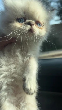 Himalayan