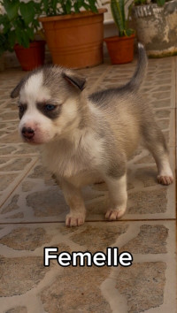 chien-husky-ain-benian-alger-algerie