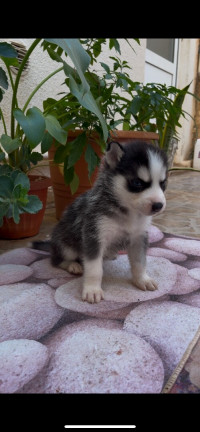 chien-husky-ain-benian-alger-algerie