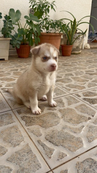 chien-husky-ain-benian-alger-algerie