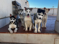 chien-chiot-husky-ain-benian-alger-algerie