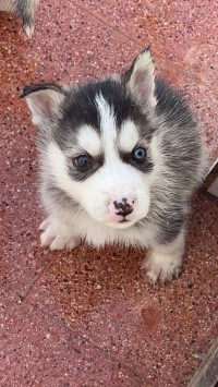 chien-husky-ain-benian-alger-algerie