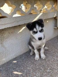 chien-chiot-husky-ain-benian-alger-algerie