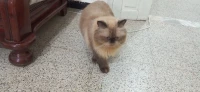 Chat Persan himalayen 