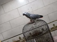 Peroqet gris de Gabon 