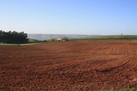 terrain-agricole-vente-oran-algerie