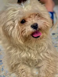 Caniche 
