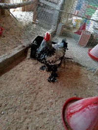 Poules de race 