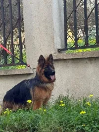 femelle berger allemand