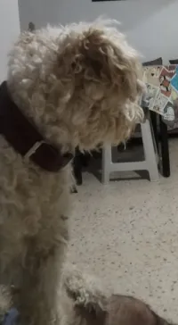 Caniche grande taille 