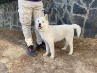 chien-chiot-husky-3-mois-cheraga-alger-algerie