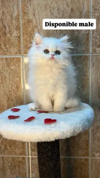 Chat de race