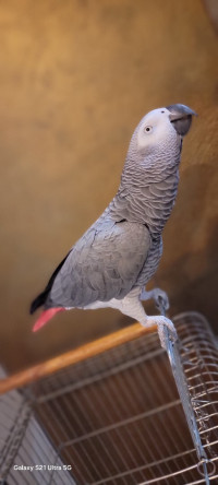 oiseau-perroquet-gris-de-gabon-ببغاء-غابوني-رمادي-zeralda-alger-algerie