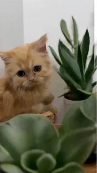 Vendre un chaton persan femelle 