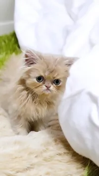 Vendre un chaton malle 