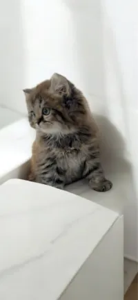 Vendre chaton persan 2mois 10 jours
