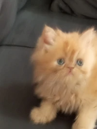 Vendre chat persan femelle 