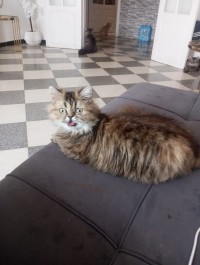 قطط-vendre-une-chatte-persan-femelle-القبة-الجزائر