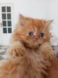 Vendre chat persan femelle 