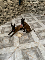 chien-male-et-femelle-malinois-oran-algerie